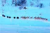 Harmony in the Snow: Roe Deer and Wild Boars Walk Together
