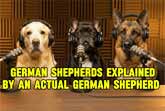 Inside the Mind of a German Shepherd: The Unfiltered Version